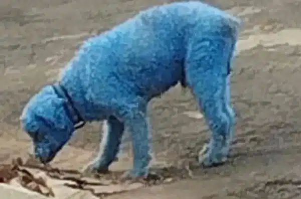 Mulher que pintou cachorro de azul pode responder por crime de maus-tratos