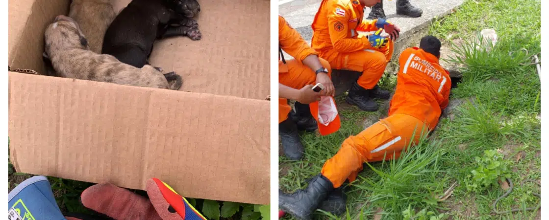 Seis filhotes de cachorros são regatados dentro de vala em Camaçari