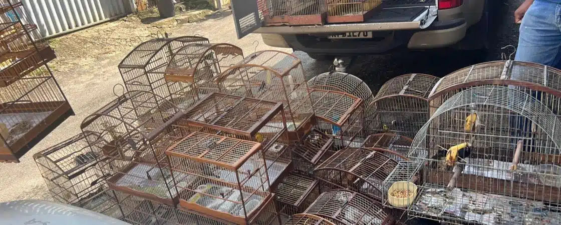 Mais de 100 pássaros são resgatados pela PM em Salvador