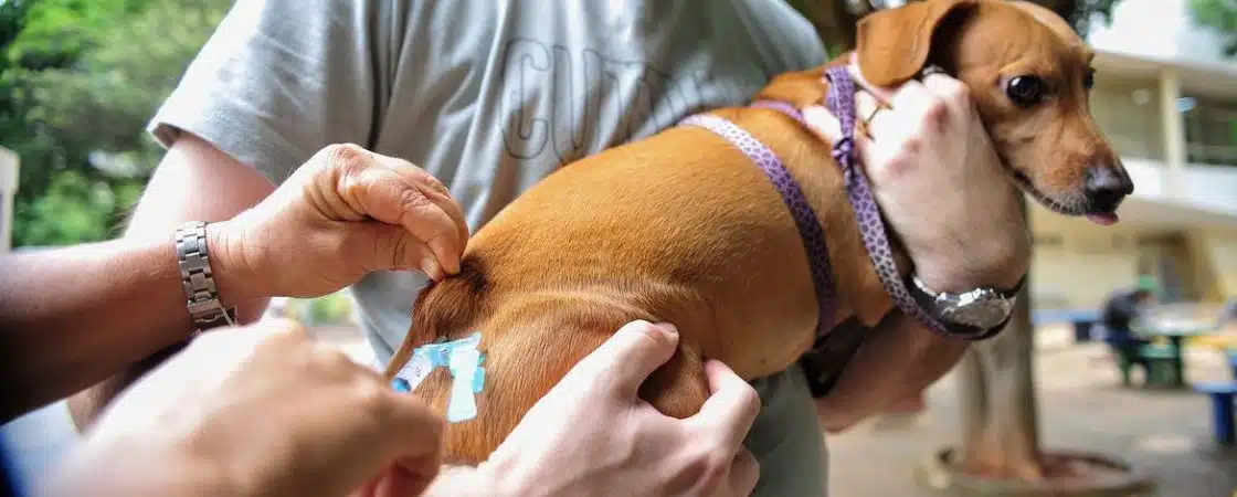 Prefeitura de Simões Filho promove vacinação para pets nesta segunda e terça