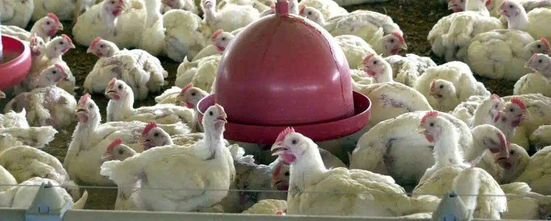 Bahia decreta estado de emergência para gripe aviária; entenda a doença