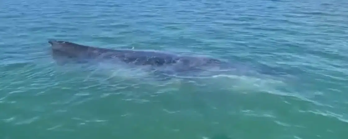 Baleia encalha em praia de Madre de Deus; confira vídeo