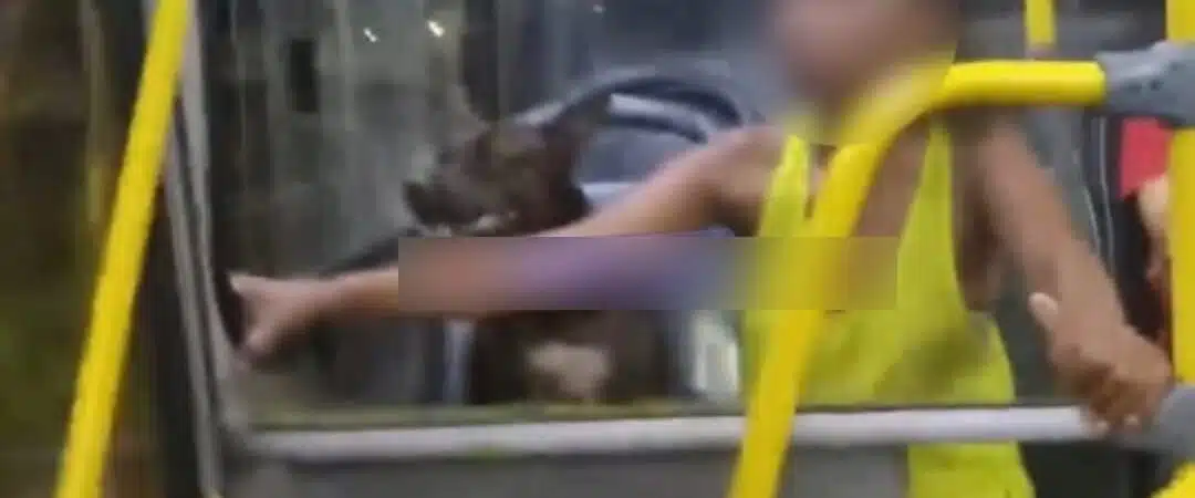 Mulher transporta pitbull em ônibus e revolta passageiros