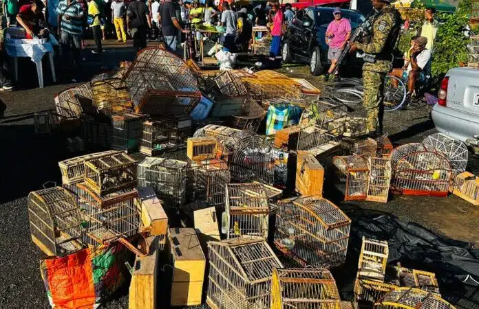 Mais de 200 aves são apreendidas em feira de Simões Filho; seis pessoas são detidas