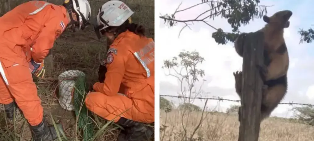 Tamanduá é resgatado de cima do telhado de um colégio no interior da Bahia