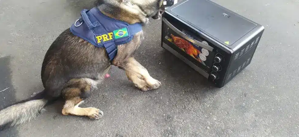 BA: Cachorros da polícia encontram drogas dentro de forno elétrico em ônibus