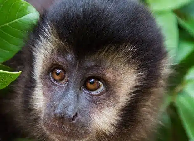 Macaco-prego criado ilegalmente é apreendido em Camaçari