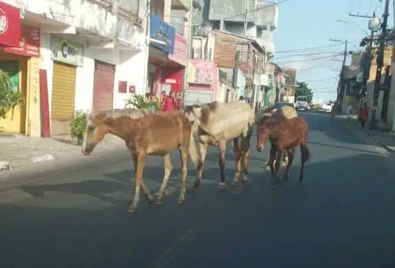 VÍDEO: Cavalos soltos em pista levam perigo a motoristas em Lauro de Freitas