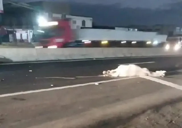 Motociclista e cavalo morrem após batida em Feira de Santana