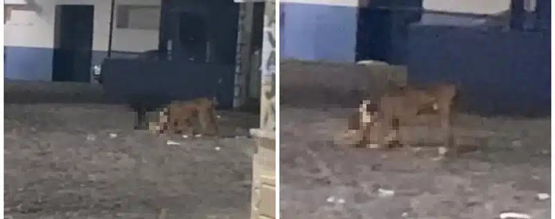 VÍDEO: Pitbull é visto ‘devorando’ gato em bairro de Salvador; moradores temem ataque