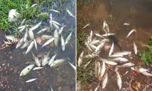 Mortandade de peixes no Rio São Francisco é investigada