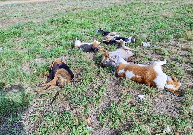Corpos de cães são encontrados com marcas de tiros na Bahia