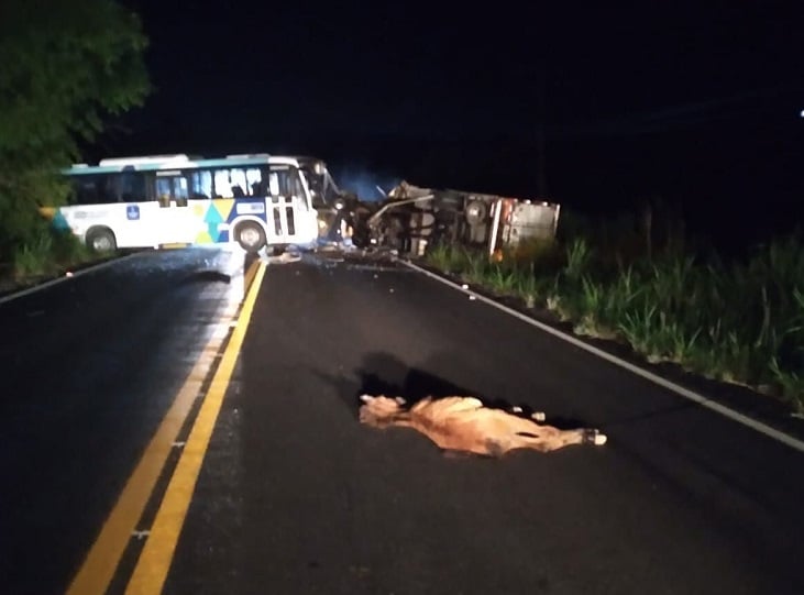 Motorista e animais morreram no local do acidente