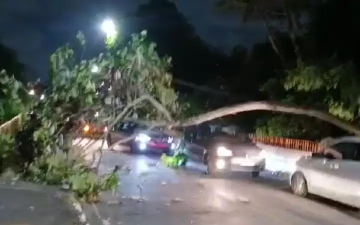 Queda de árvore complica o trânsito em avenida de Lauro de Freitas