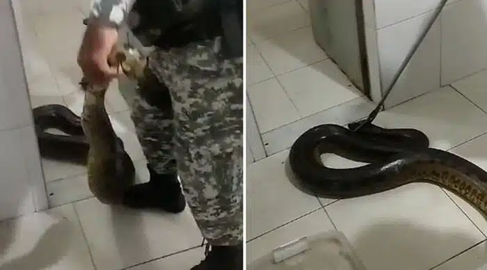 Cobra de 3 metros é resgatada em presídio de Salvador