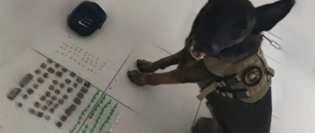 Drogas são encontradas com auxílio de cão na BA