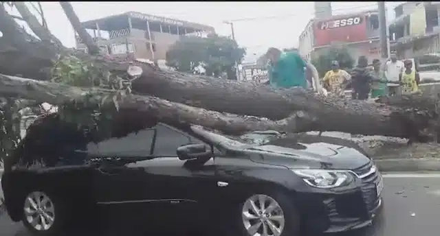 Três pessoas saem ilesas após árvore cair em cima de carro na Bahia