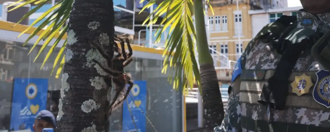Aranha-caranguejeira é resgatada no Centro Histórico de Salvador