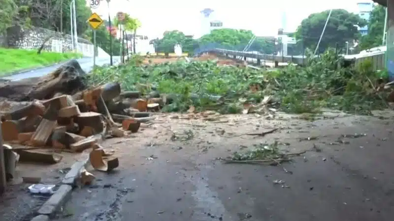 Árvore cai e bloqueia entrada da Estação da Lapa em Salvador