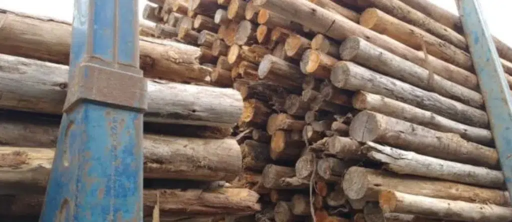 Homem é preso por furto de madeira na BA