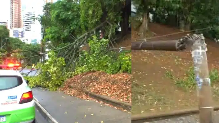 Avenida é interditada após árvore derrubar poste em Salvador