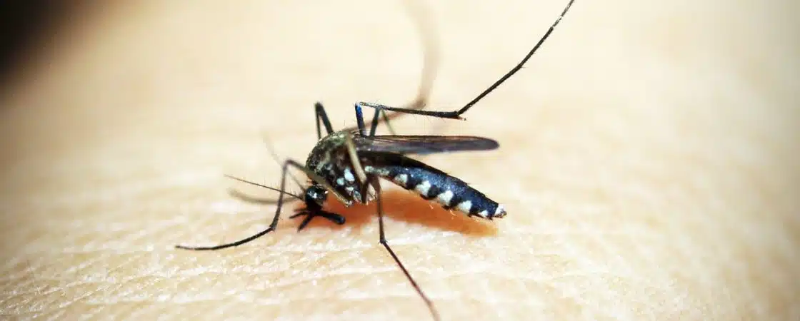 Bahia registra duas mortes por chikungunya em 2024
