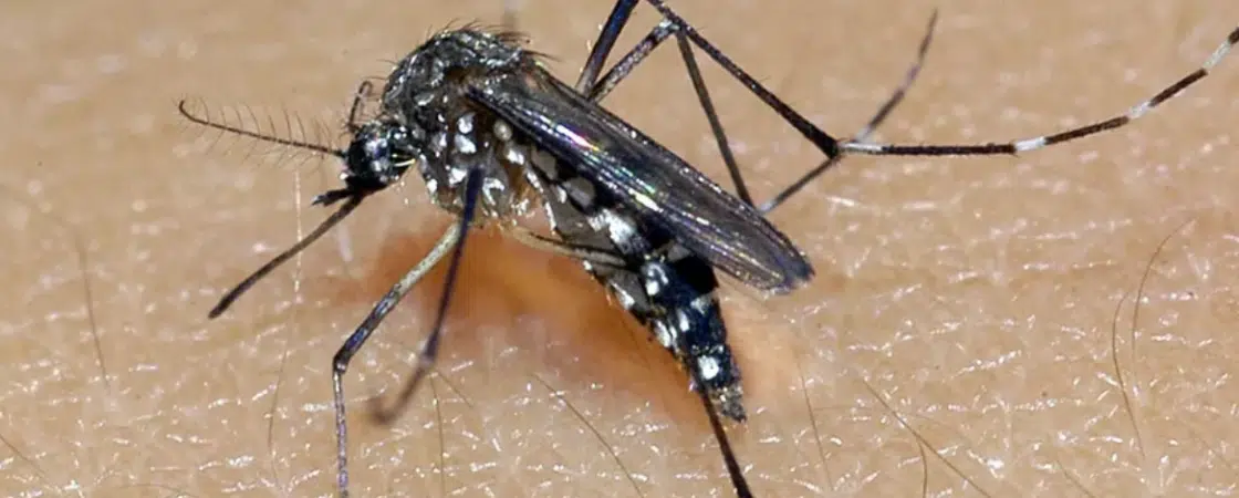Ministério da Saúde amplia faixa etária de vacinação contra a dengue
