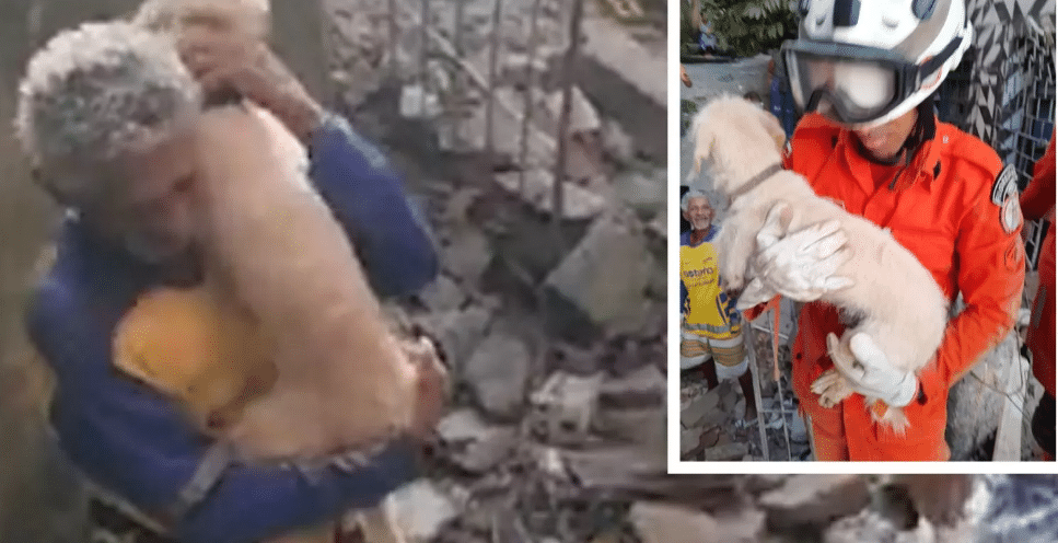 Cachorro é resgatado após 30 horas debaixo de escombros em São Caetano