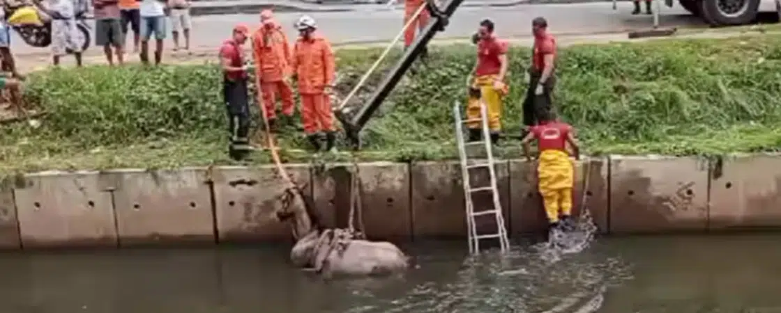 Cavalo cai em canal e é resgatado com ajuda de guindaste em Salvador