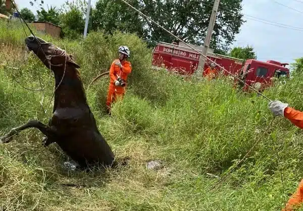 Cavalo cai em fossa e é resgatado com retroescavadeira na Bahia