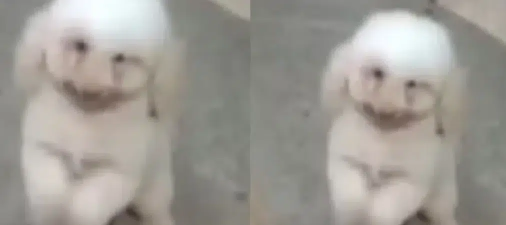 Poodle morre após ser atacado por pitbull enquanto passeava na Barra