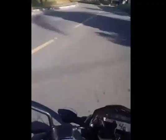 VÍDEO: cão abandonado corre atrás de carro na Av. Luiz Tarquínio
