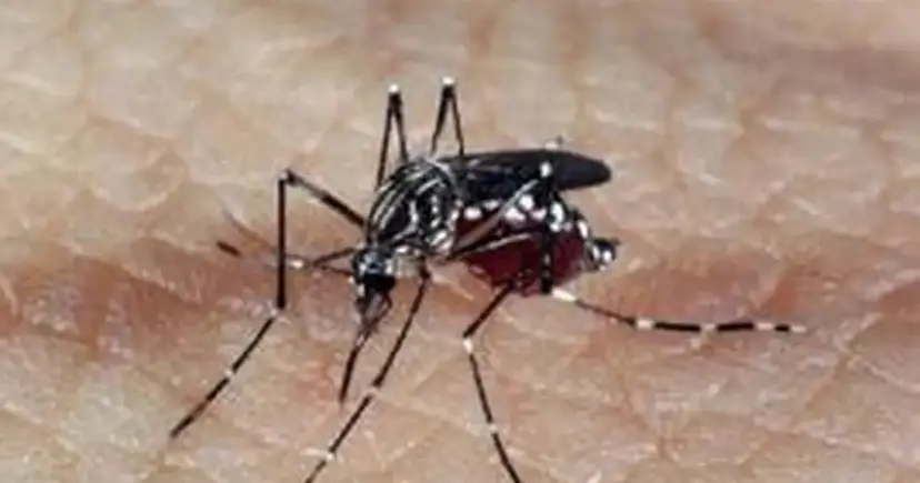 Sobe para 85 número de mortes por dengue na Bahia