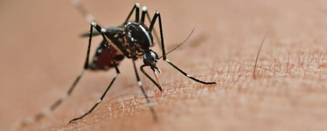 Camaçari segue em alerta com aumento de casos de dengue
