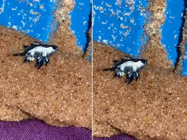 Entenda sobre o ‘dragão azul’, animal exótico encontrado na praia de Jacuípe