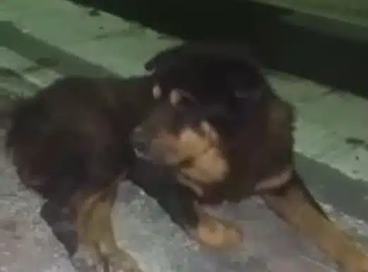 Cachorro é estuprado em Camaçari e precisa de ajuda