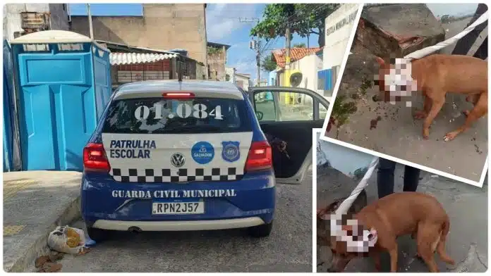 Cão é baleado por guarda municipal em Salvador