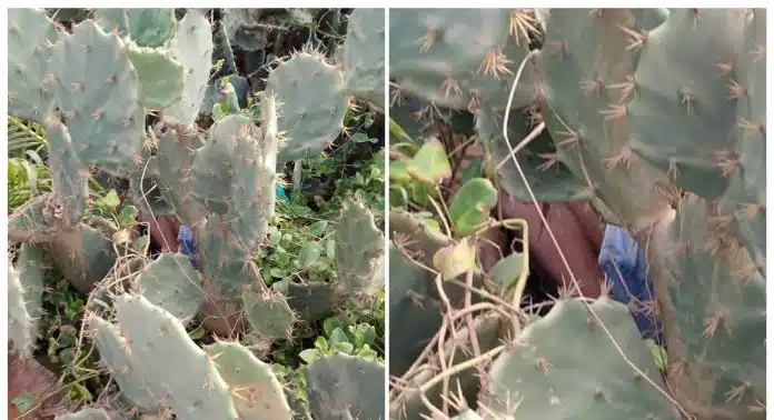 SALVADOR: Idoso desaparecido é encontrado morto em vegetação de cactos