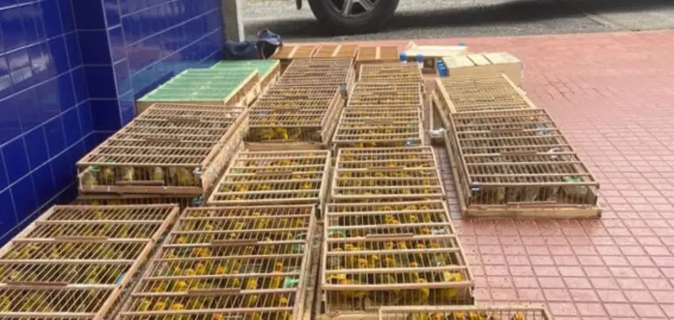 Aves silvestres são apreendidas durante transporte ilegal na Bahia