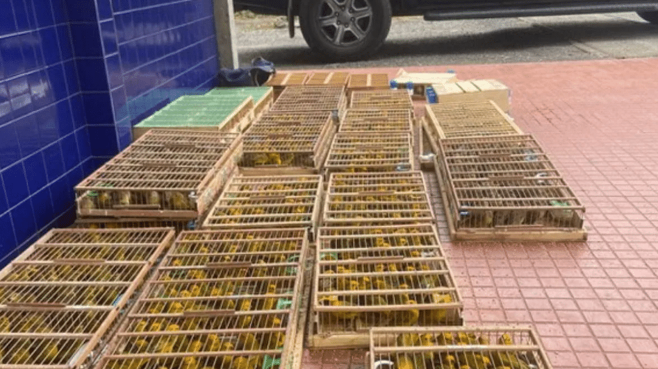 Aves silvestres são apreendidas durante transporte ilegal na Bahia