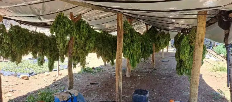 Laboratório de maconha é desarticulado na Bahia