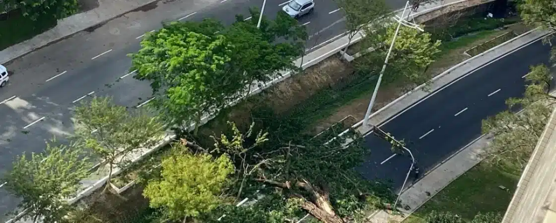 Árvore cai no Vale do Canela, que é interditado