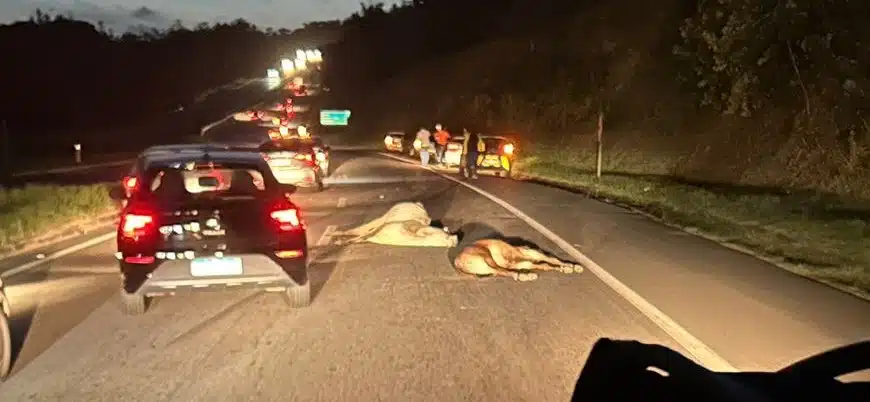 Vacas invadem Via Parafuso e colidem em carro