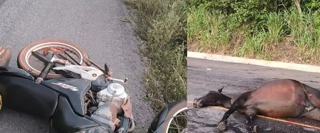 Motociclista morre ao colidir com cavalo na Região Metropolitana