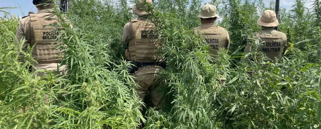 PM erradica 65 mil pés de maconha em Curaçá